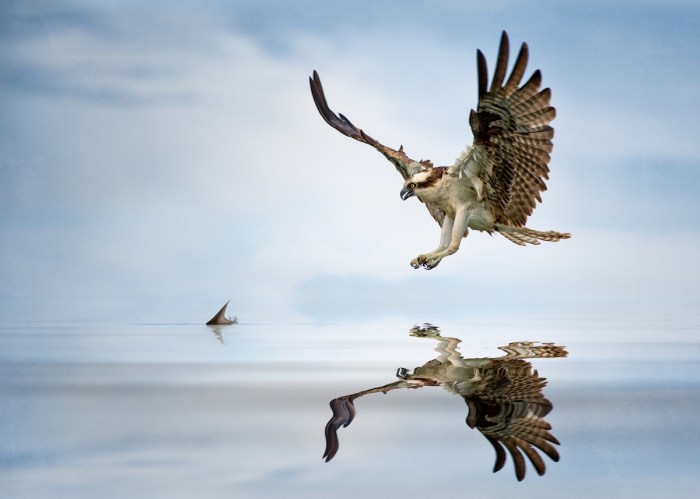 Osprey hunting fish footage