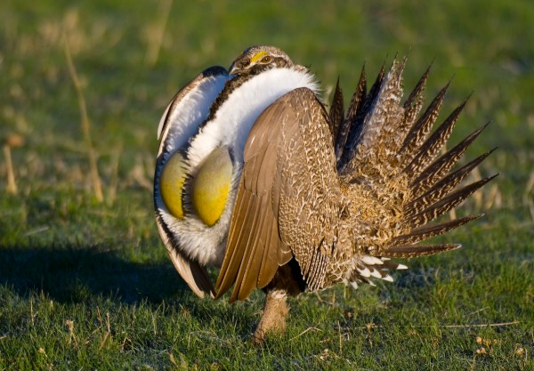 Sage Grouse extinct bird
