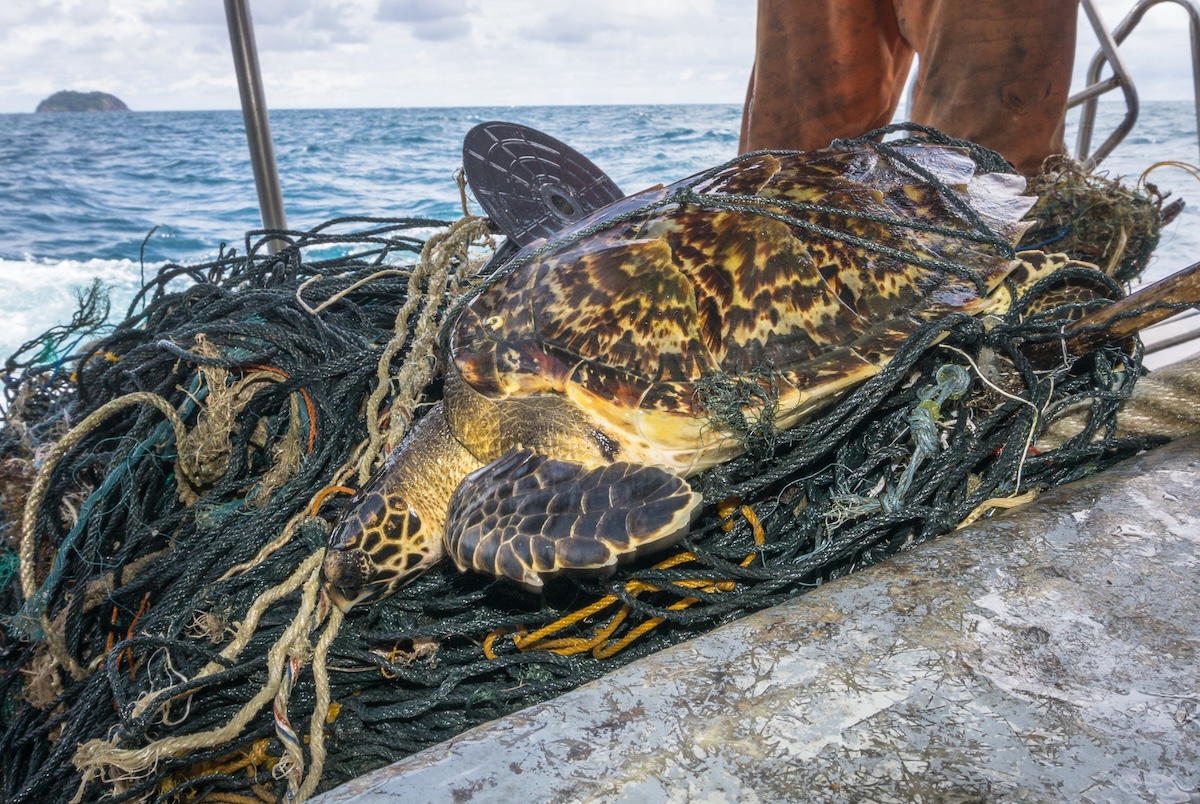 sea turtle rescue tiktok