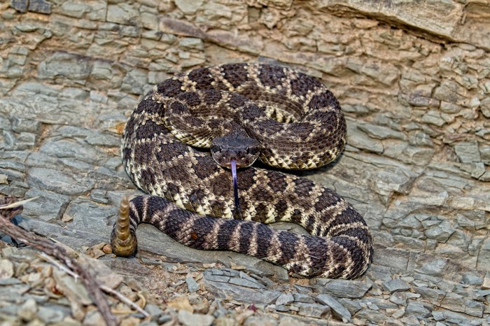 squirrel vs. Rattlesnake