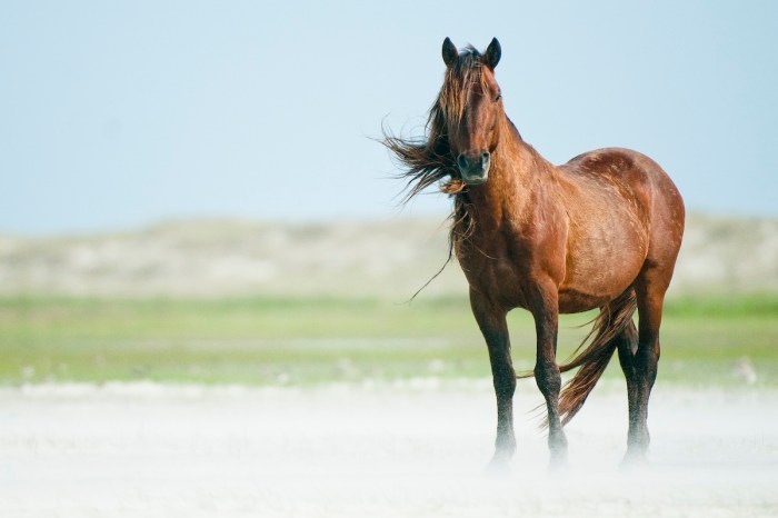 wild horse bath