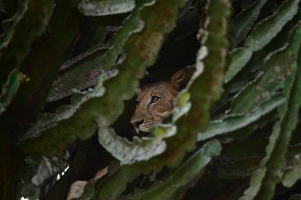 lioness trail cam