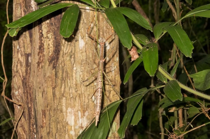 stick insect new species australia