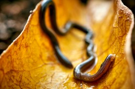 smallest snake lost