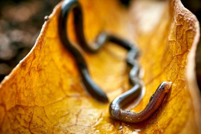 smallest snake lost
