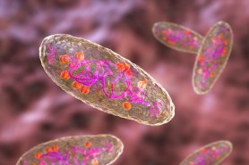 camper bubonic plague