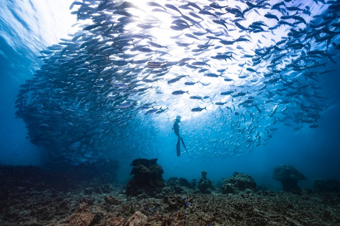 snorkelers spy something big