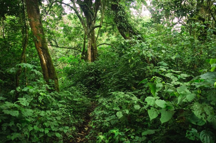 first footage rare monkey