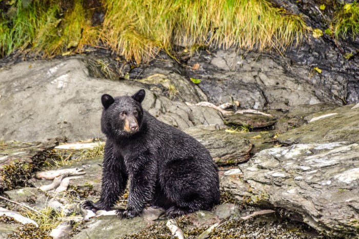 A black bear sits near a body of water