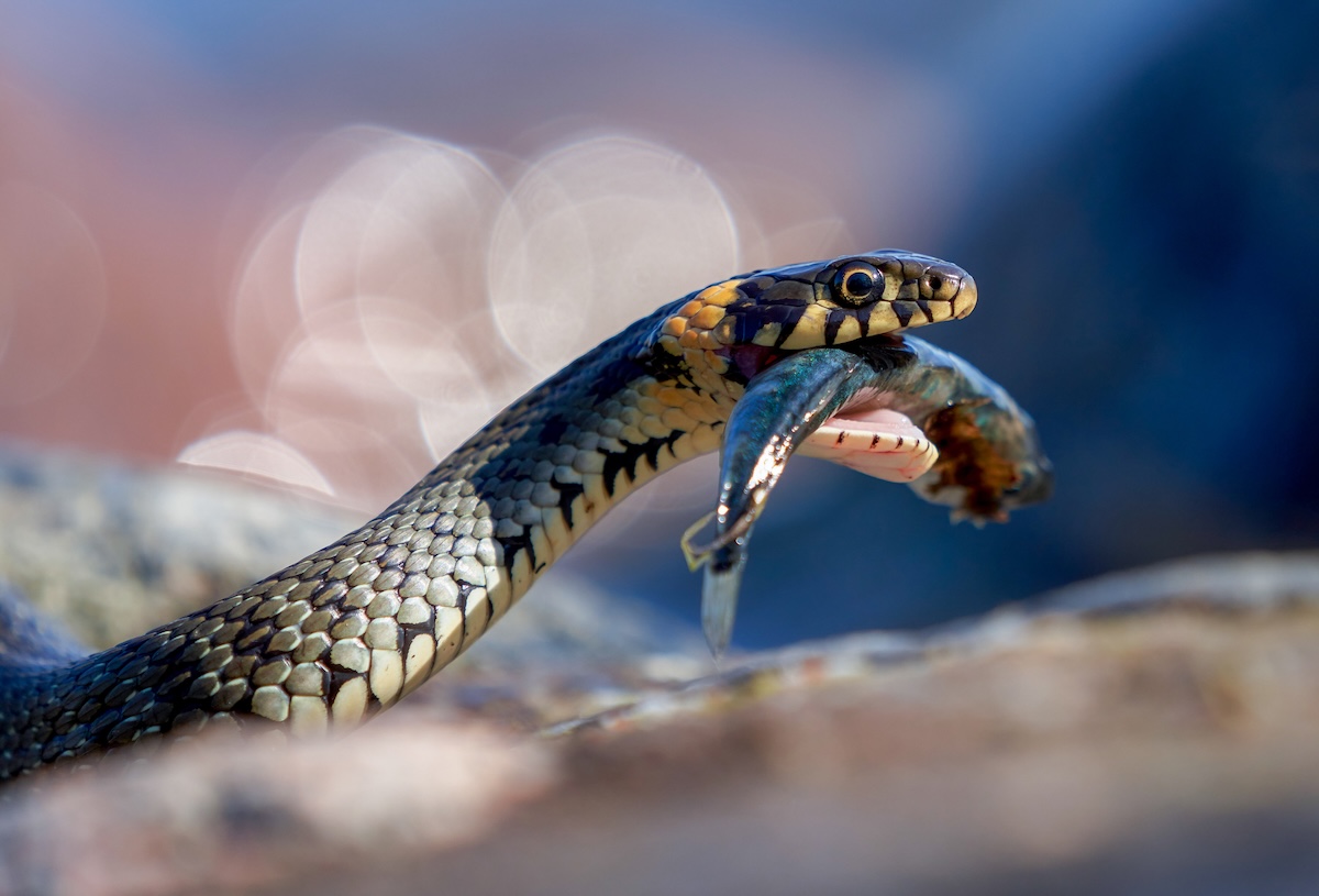 Featured Image