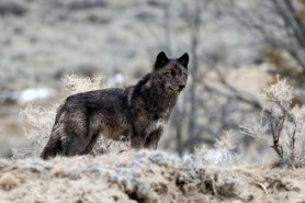 A black wolf
