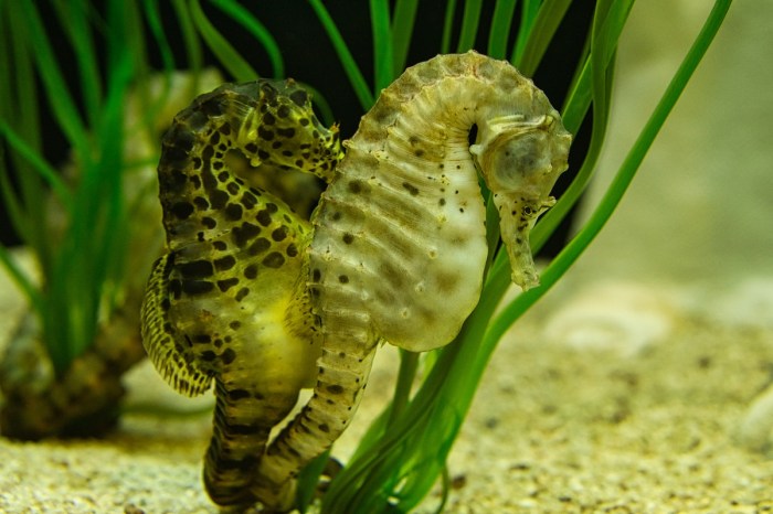 seahorses mating video