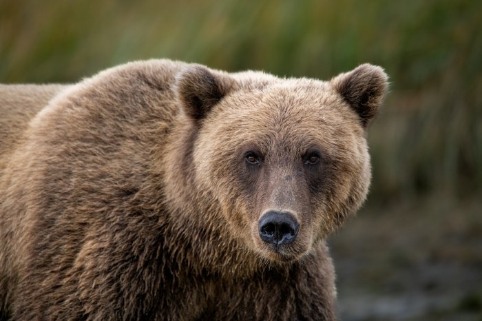Brown bear attacked man