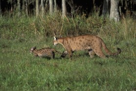 florida panther kittens dead