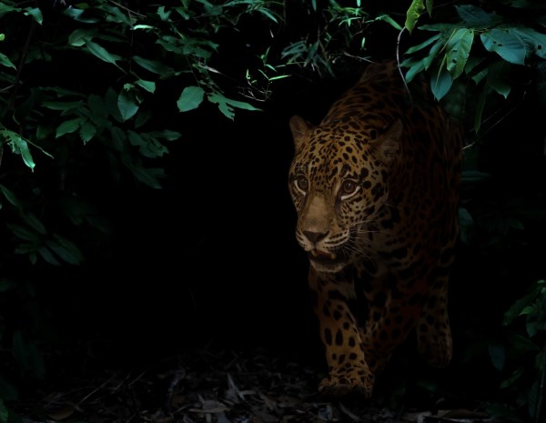 jaguar arizona trail cam