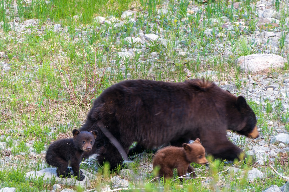 new bear family photos