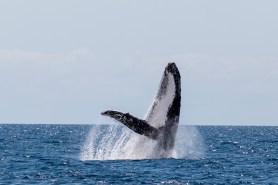 kayakers whale costa rica
