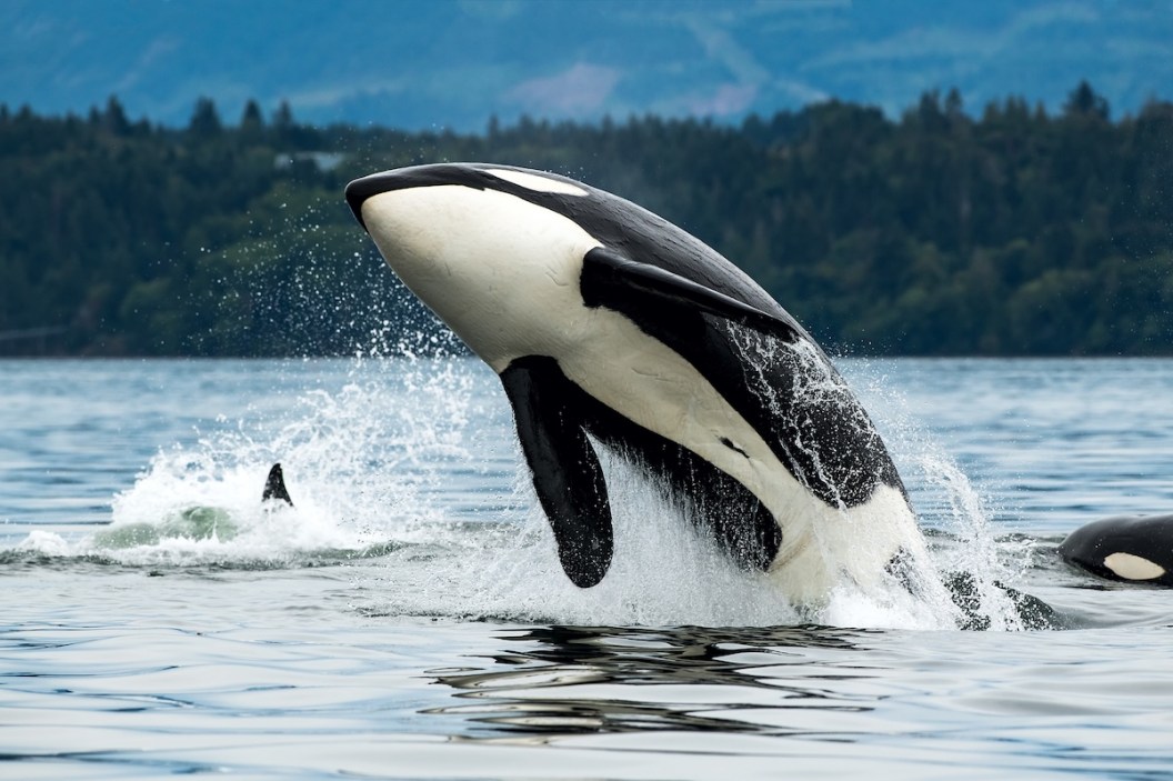 dad leaping orcas