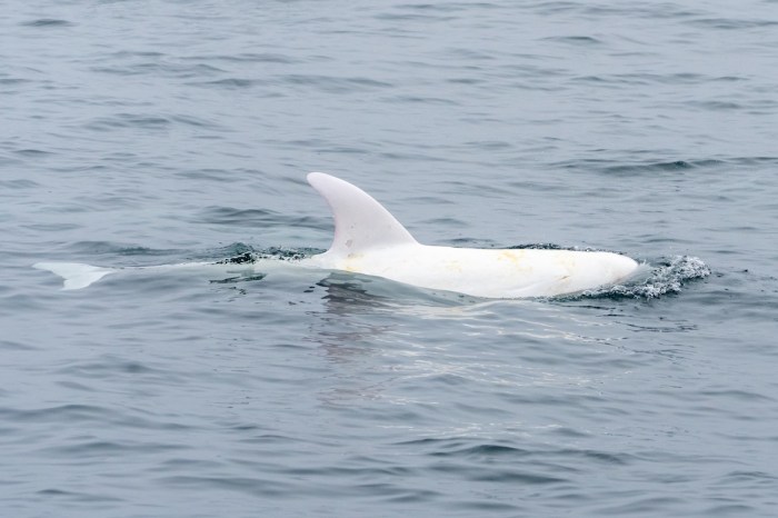 white dolphin