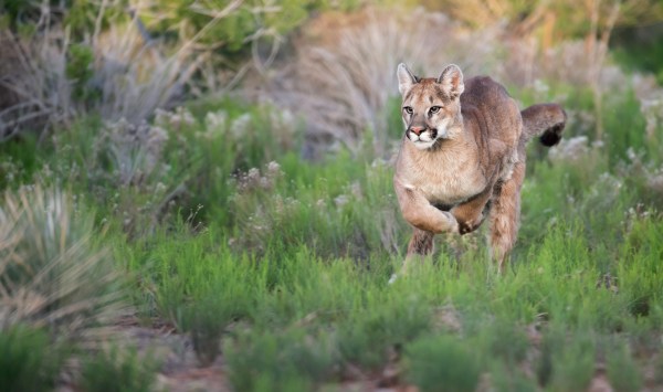 a mountain lion running through the desert