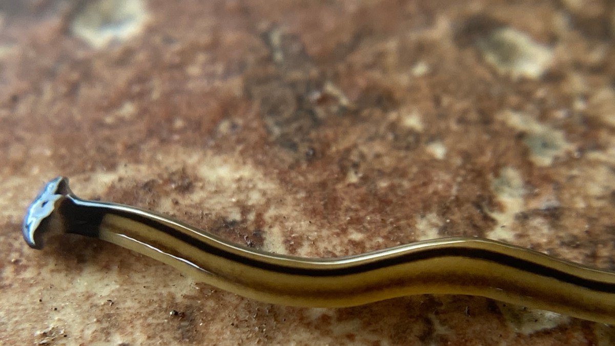 The Hammerhead Worm in Maine has Pet Owners Concered