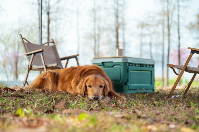 Camping golden retriever