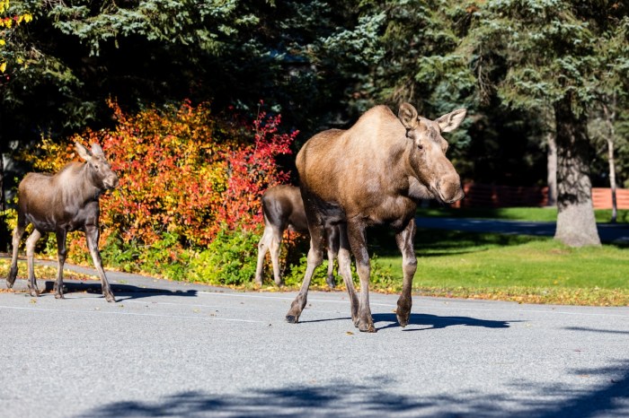 moose street norway