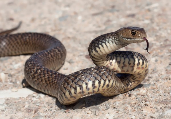 venomous snake skate park