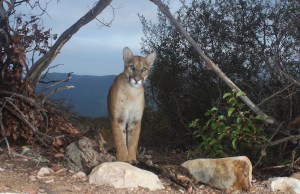 mountain lion attack malibu