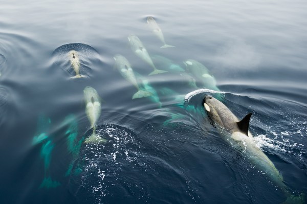 pod orcas boat