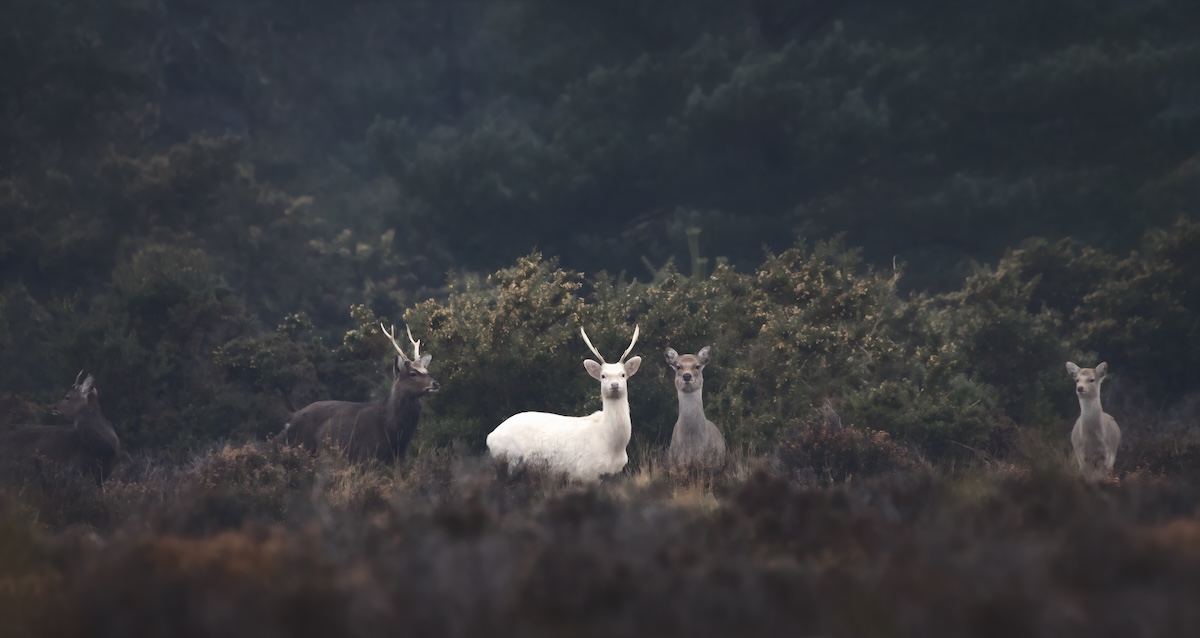 ghost deer Texas