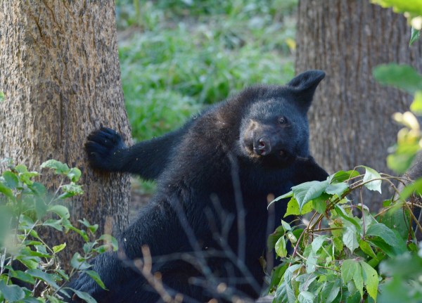 wisconsin bear jar