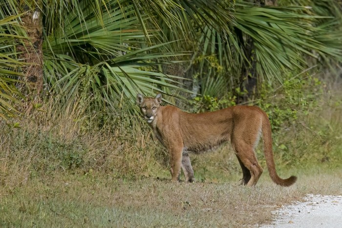 Florida Panther underpass Everglades