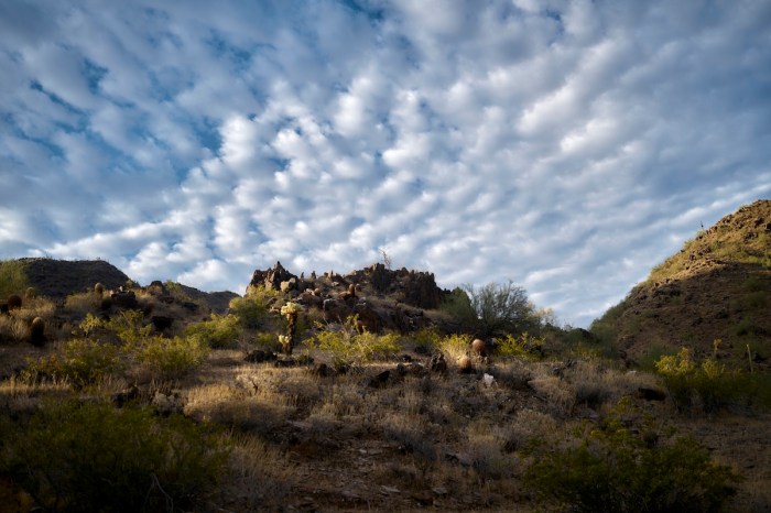 weird wild cat arizona