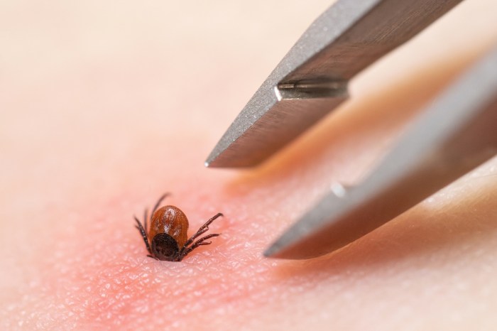 rare tick species