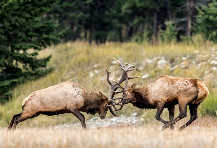 elk brawl colorado street