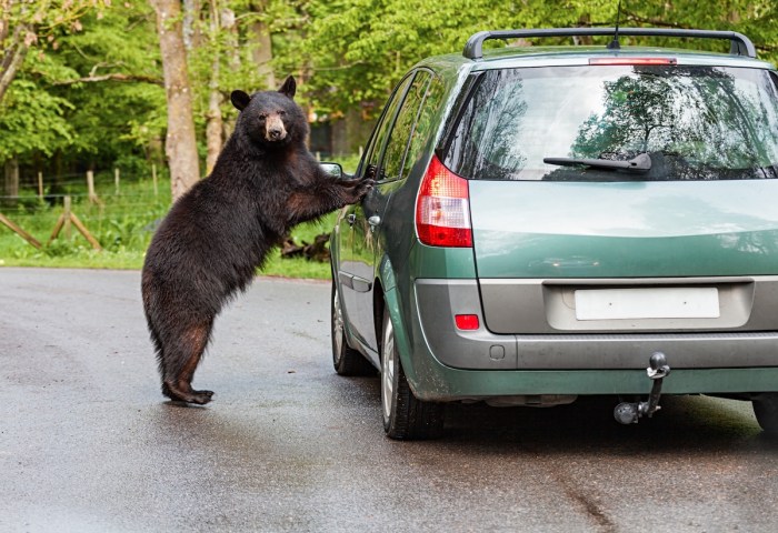 bear car gatlinburg