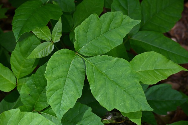 a three leafed plant that is poison ivy