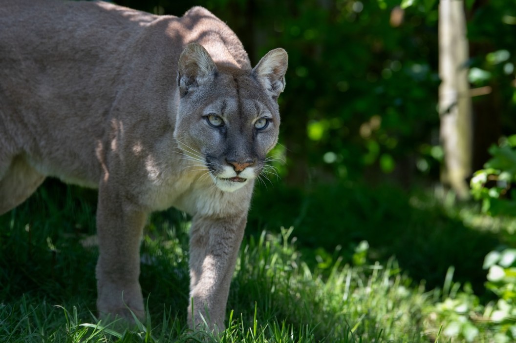 mountain lion home