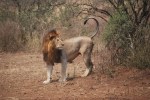 baboons lions