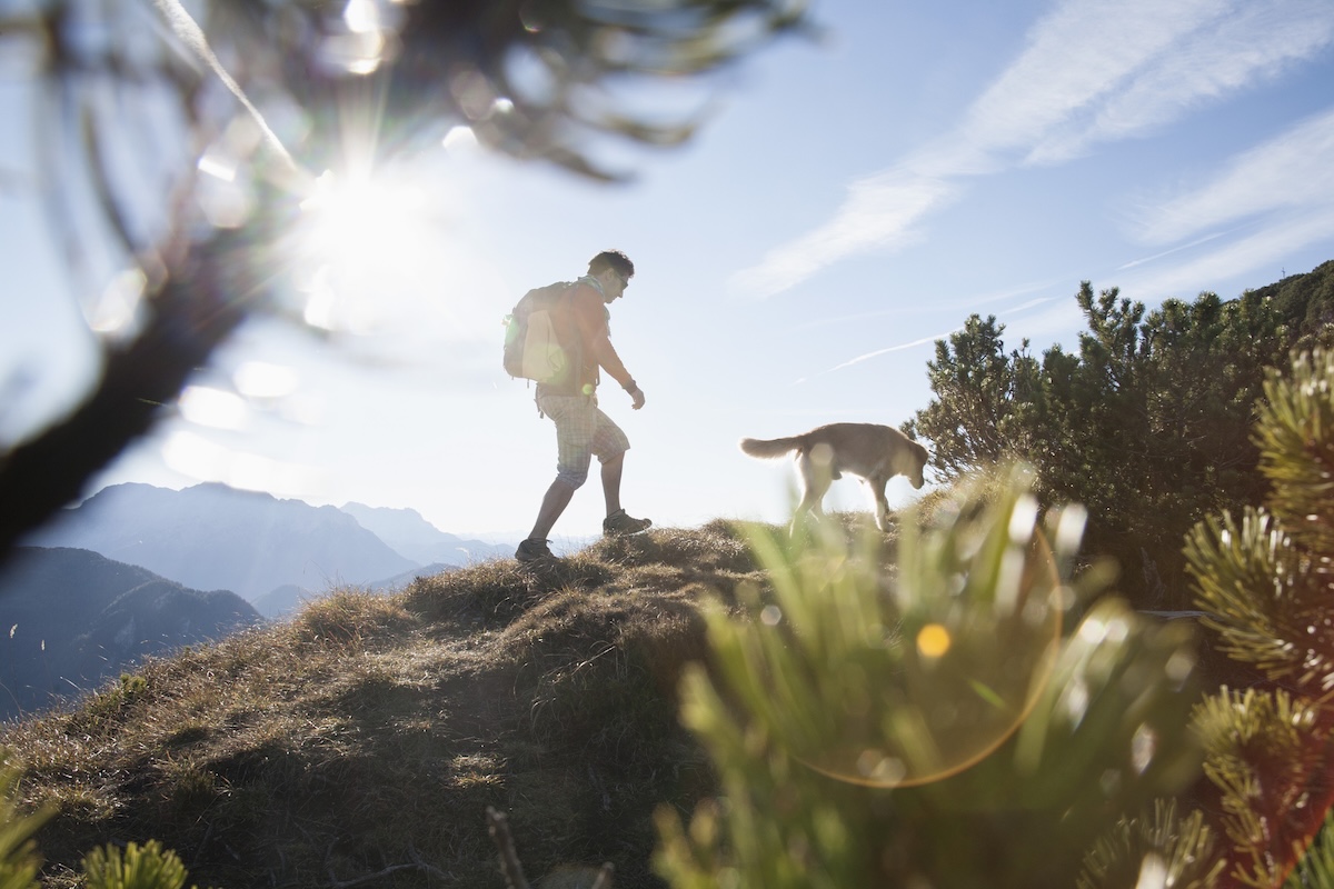 dogs rescue colorado 14er