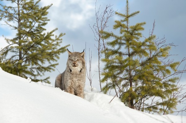 A canada lynx in the snow