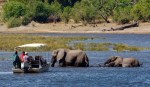 safari fail elephant