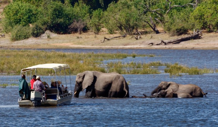 safari fail elephant