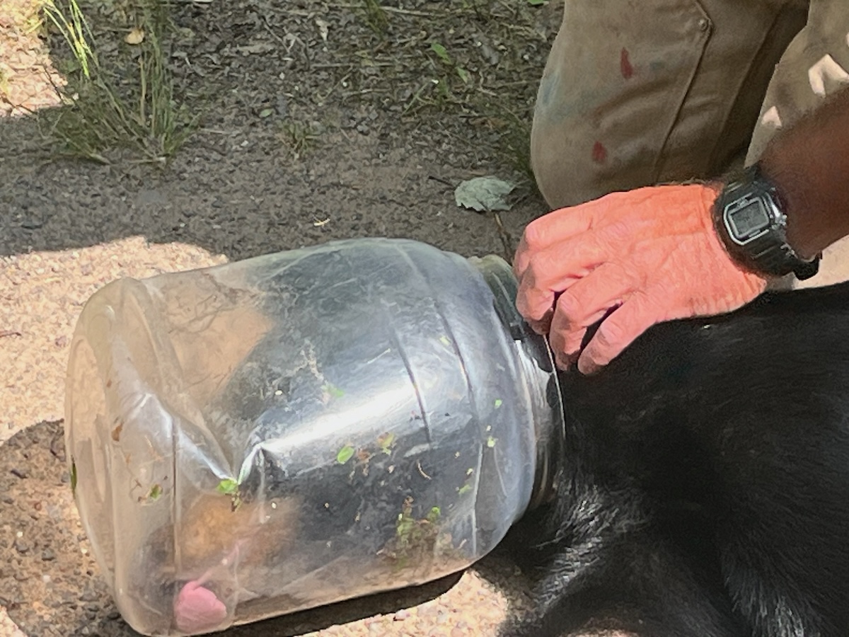 bear jug freed