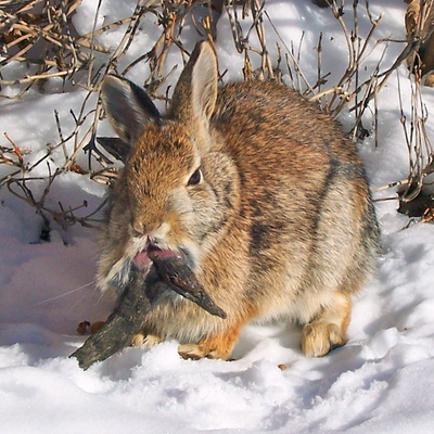 face tentacles rabbit