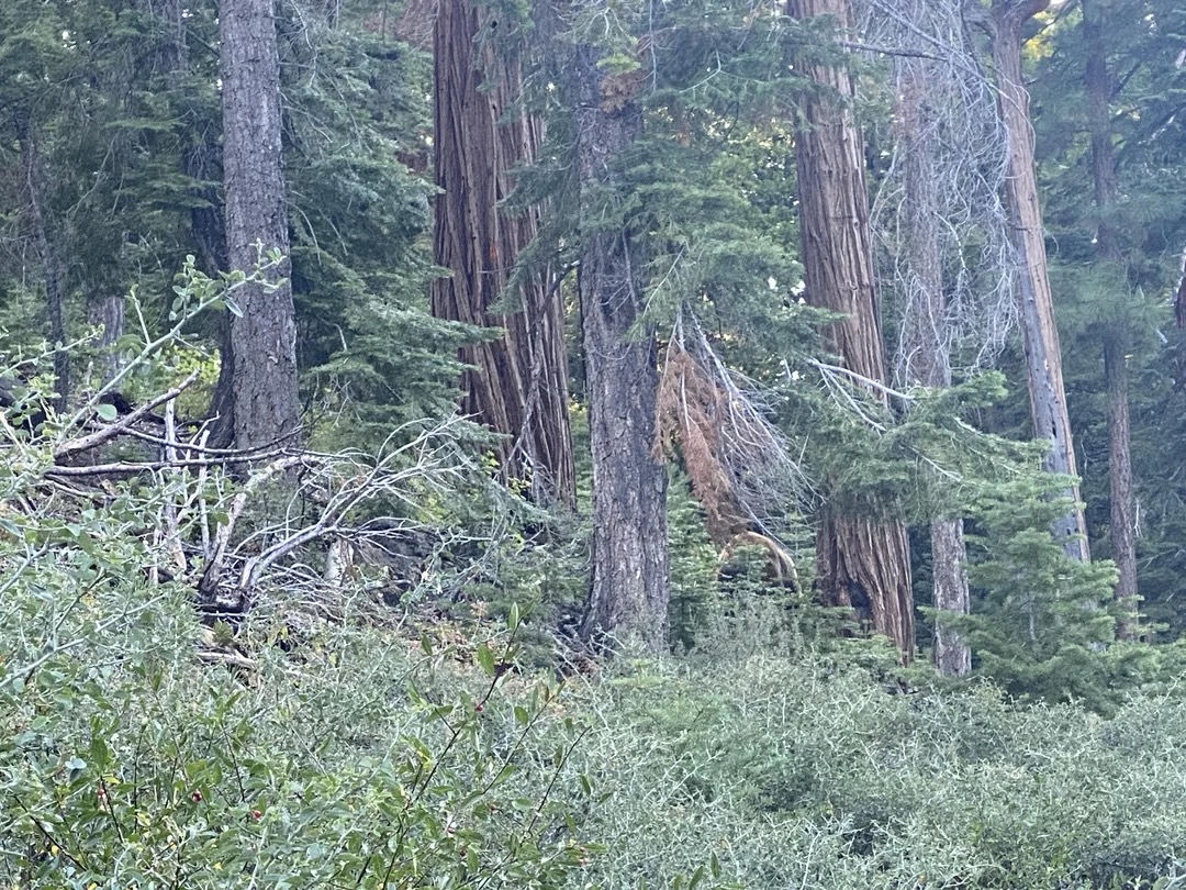 find the bear