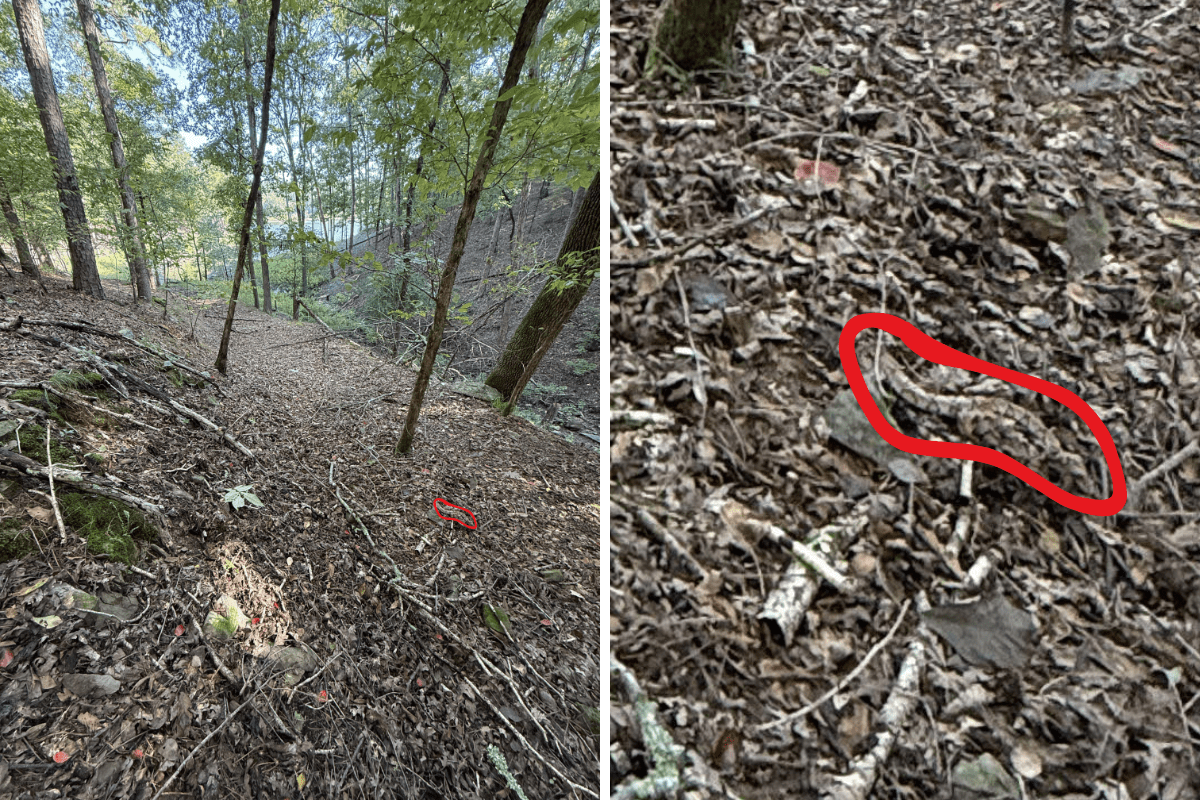 find the copperhead snake answer