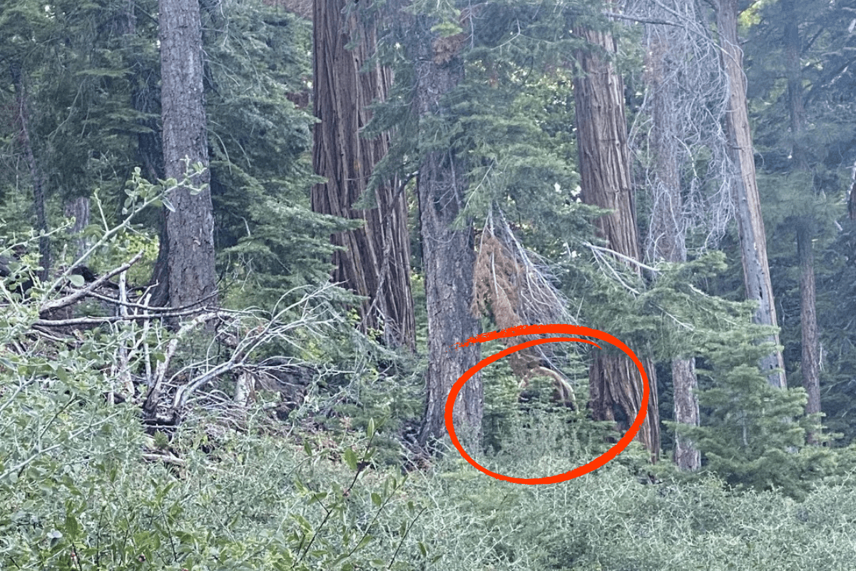 spot the bear answer