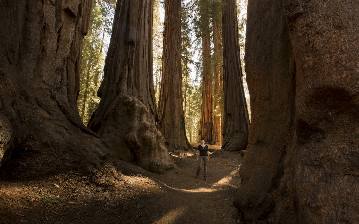wildfire Sequoias